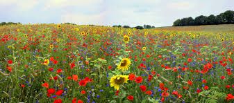 Hay Fever
